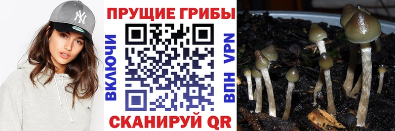Галлюциногенные грибы Psilocybe  кракен ссылки  Дрезна 